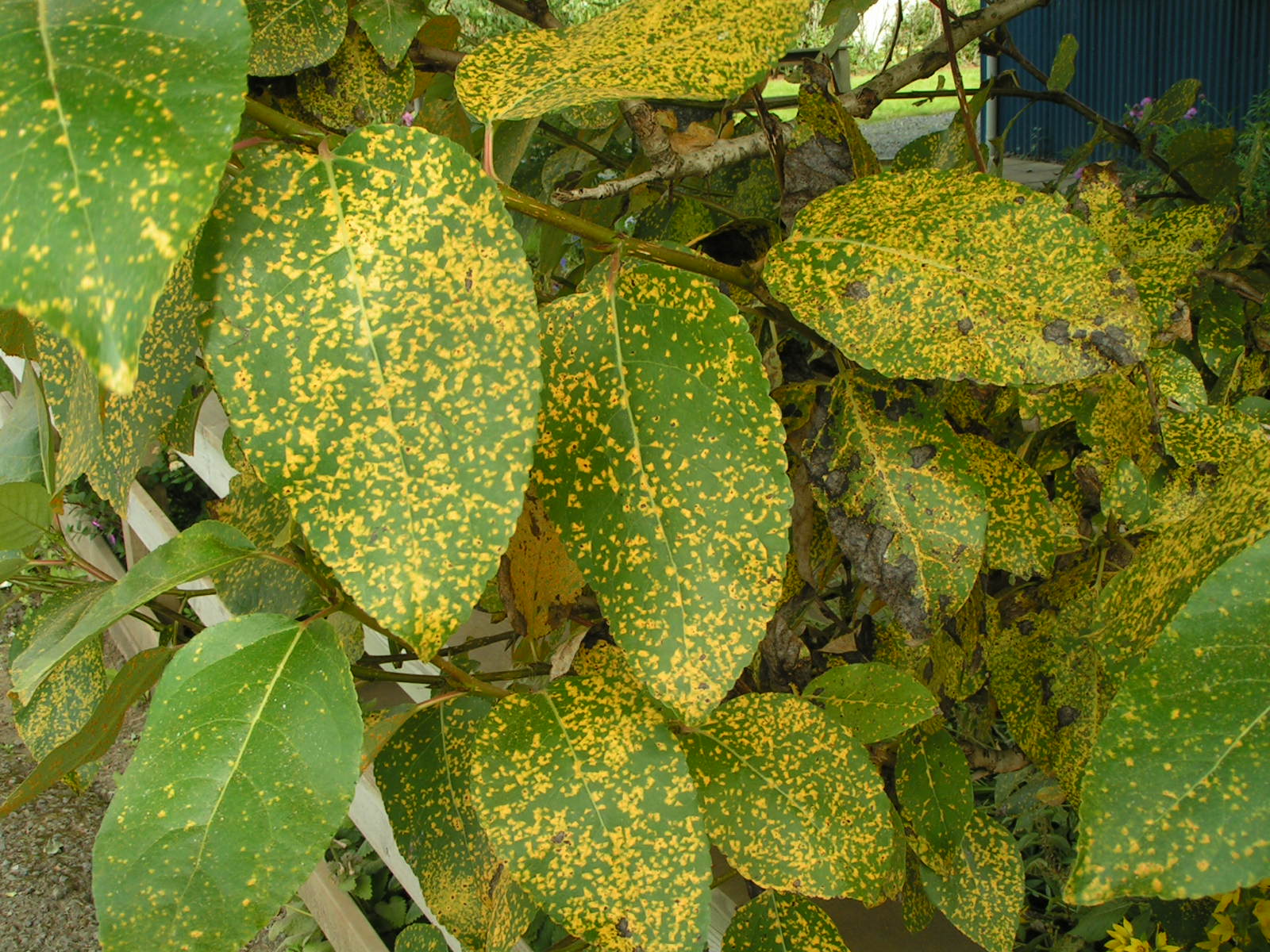 Asparryð, neðra borð.jpg